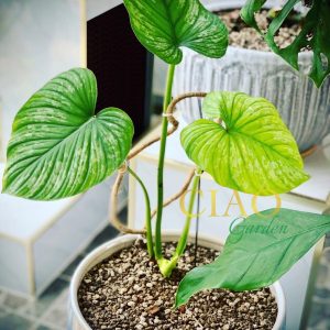 Philodendron Mamei Silver Cloud