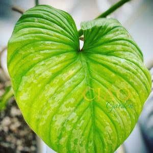 Philodendron Mamei Silver Cloud