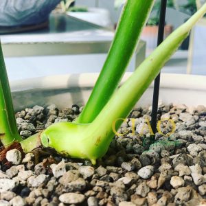 Philodendron Mamei Silver Cloud