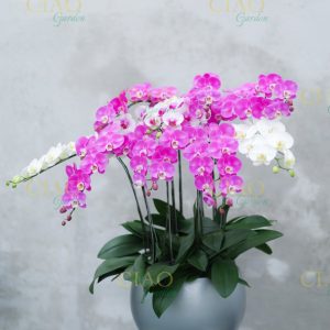 lan-ho-diep (4)