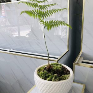 dương xỉ culi