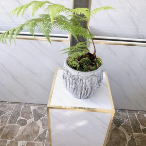 dương xỉ culi