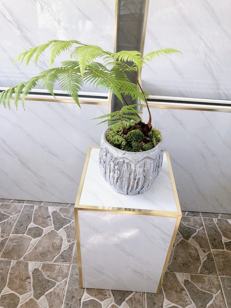 dương xỉ culi