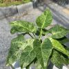 philodendron giganteum marble