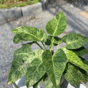 philodendron giganteum marble