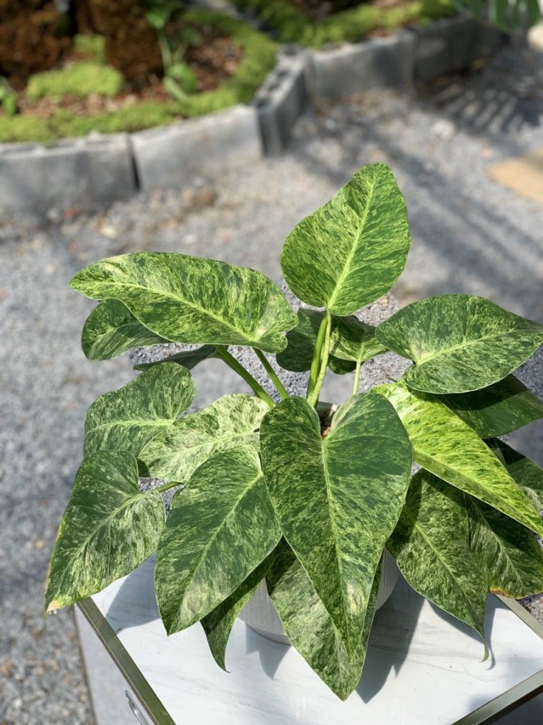 philodendron giganteum marble