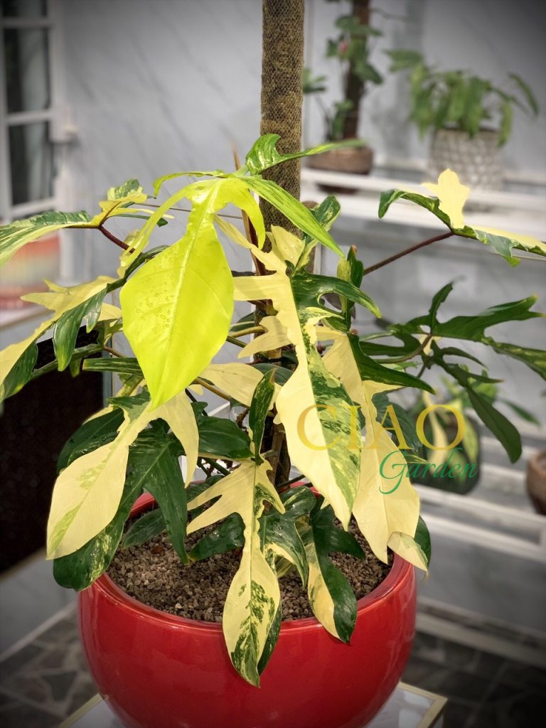 Philodendron Florida Beauty ( Én var )