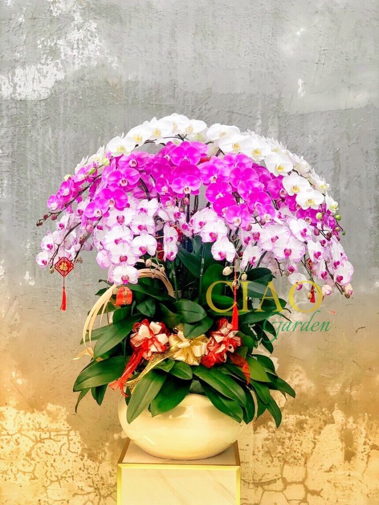 Chậu hồ điệp mix 3 màu