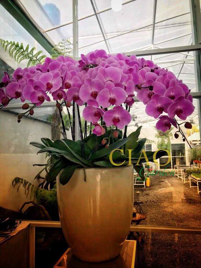 Chậu hồ điệp hồng đại