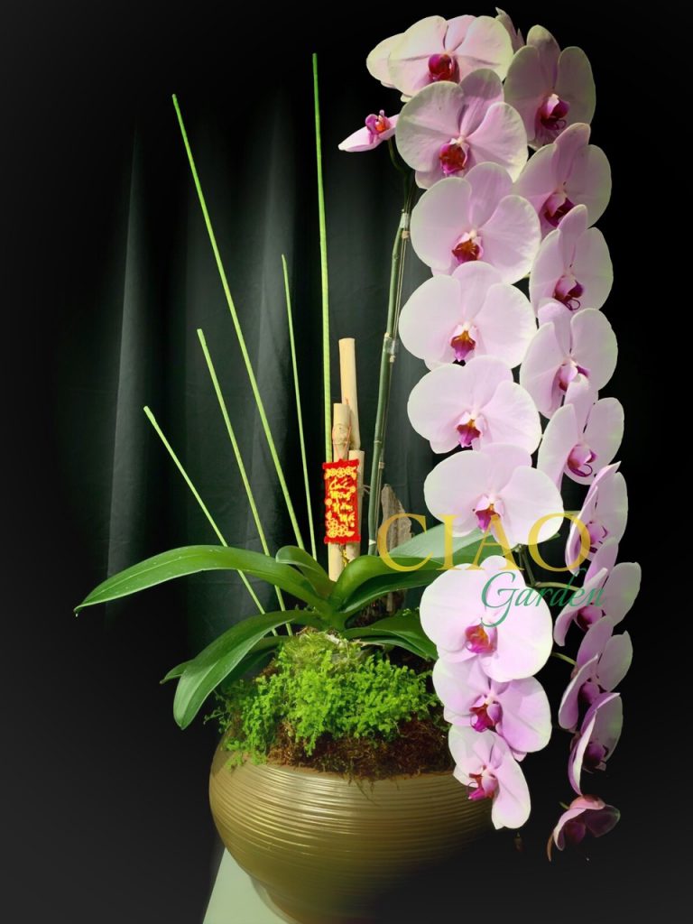 Hồ điệp tiểu cảnh