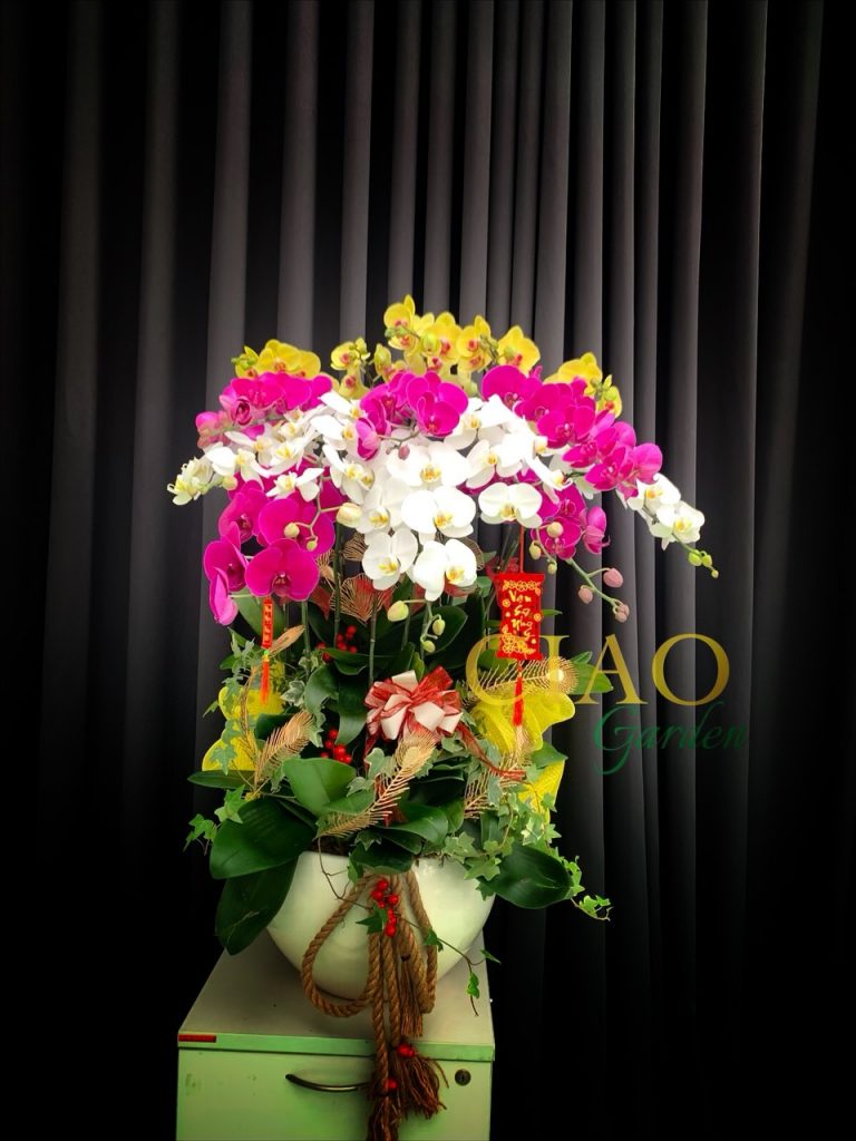 Chậu lan hồ điệp phối 3 màu