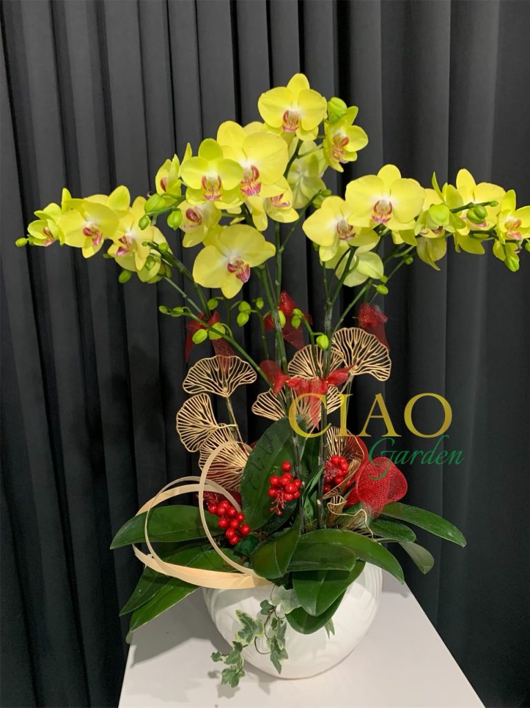 Chậu hồ điệp vàng