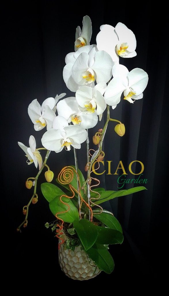 Chậu hồ điệp 2 cành trắng