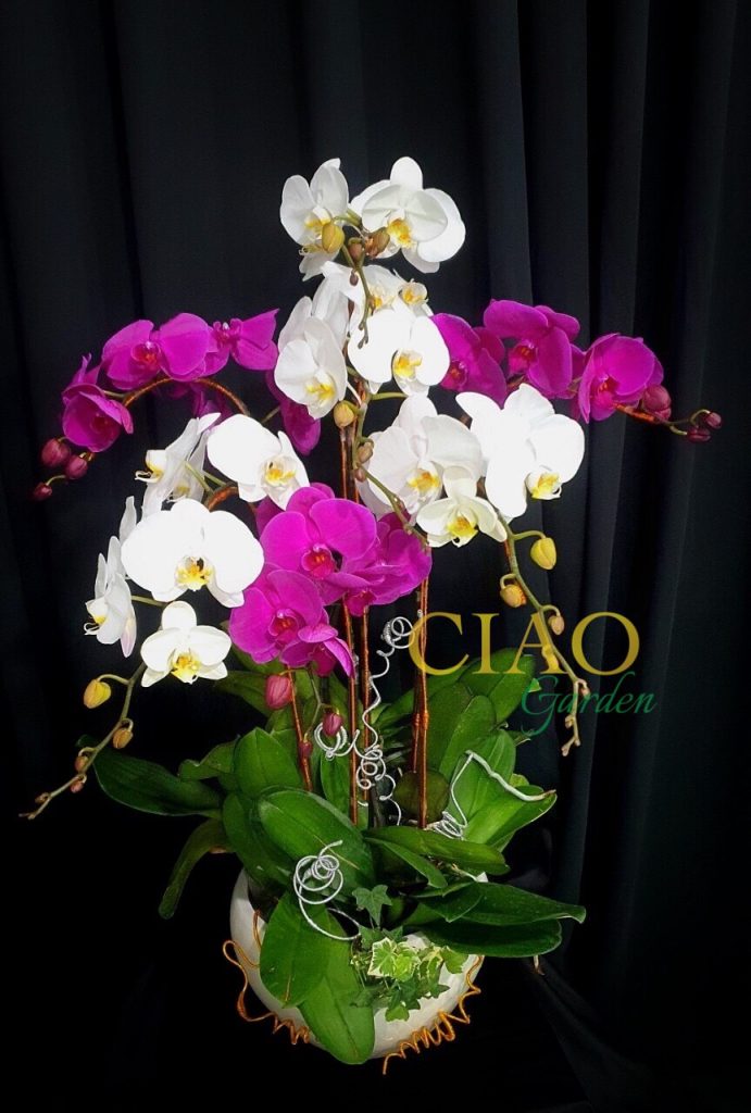 Hồ điệp phối 2 màu