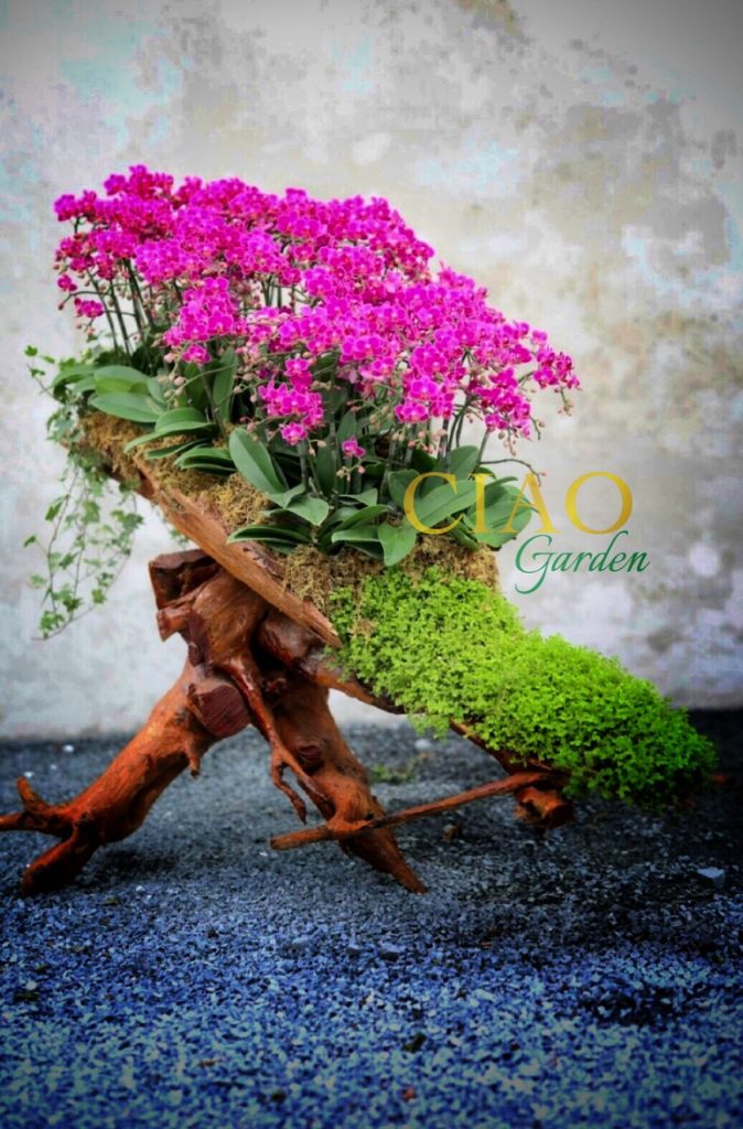 Hồ điệp ghép lũa
