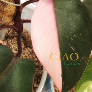 Philodendron Pink Princess