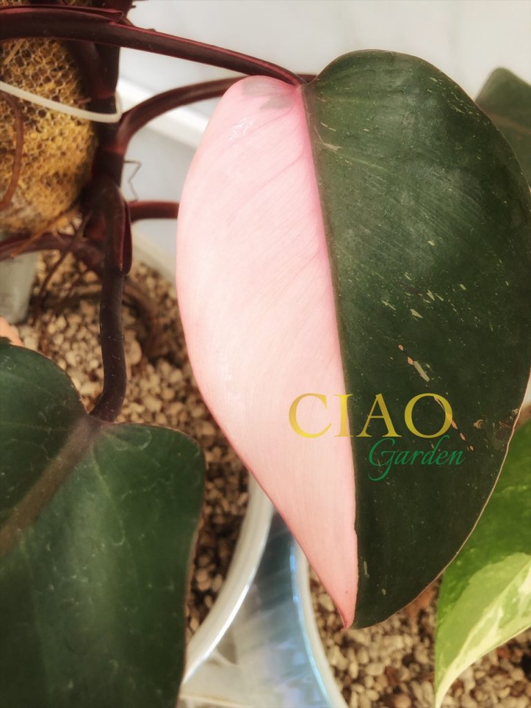 Philodendron Pink Princess