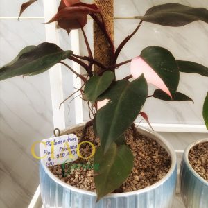 Philodendron Pink Princess