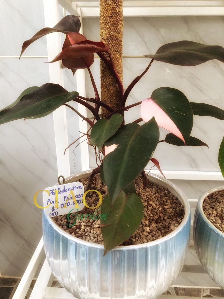 Philodendron Pink Princess