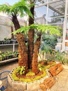 Dương xỉ cổ đại