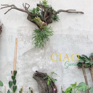 tiểu cảnh sân vườn