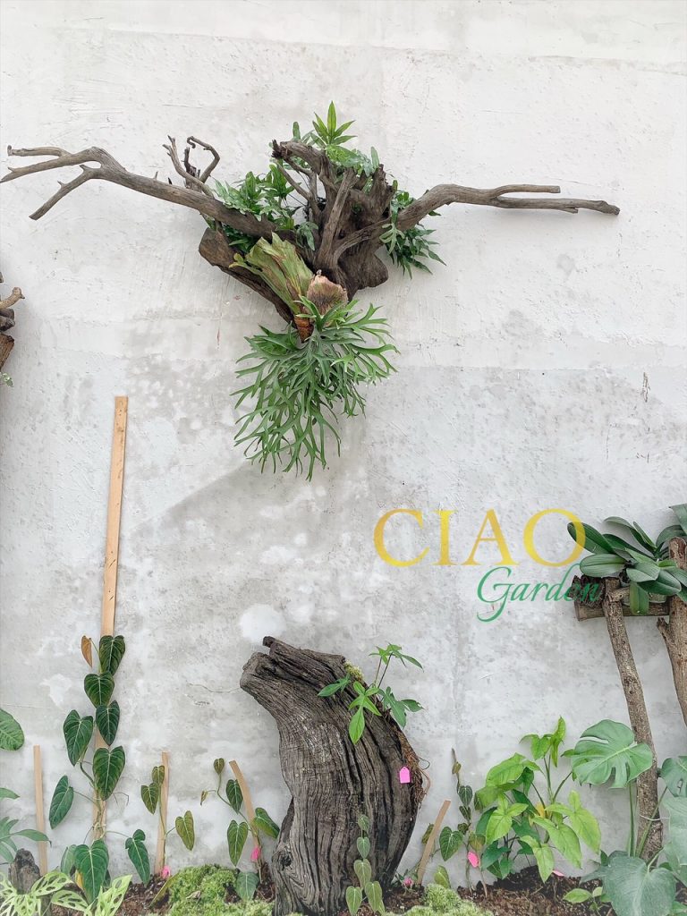 tiểu cảnh sân vườn