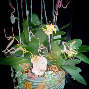 chậu hồ điệp 8 cành trắng