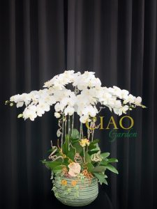 chậu hồ điệp 8 cành trắng