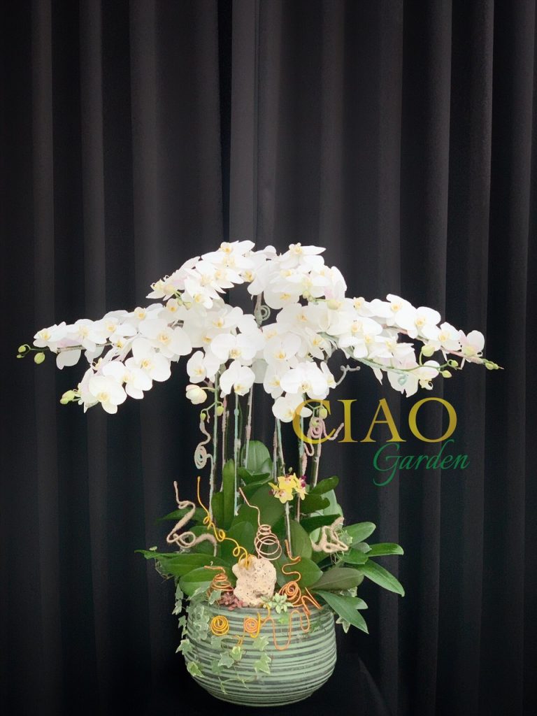 chậu hồ điệp 8 cành trắng