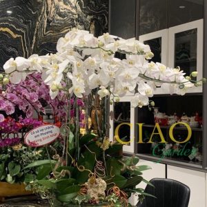 chậu hồ điệp 8 cành trắng