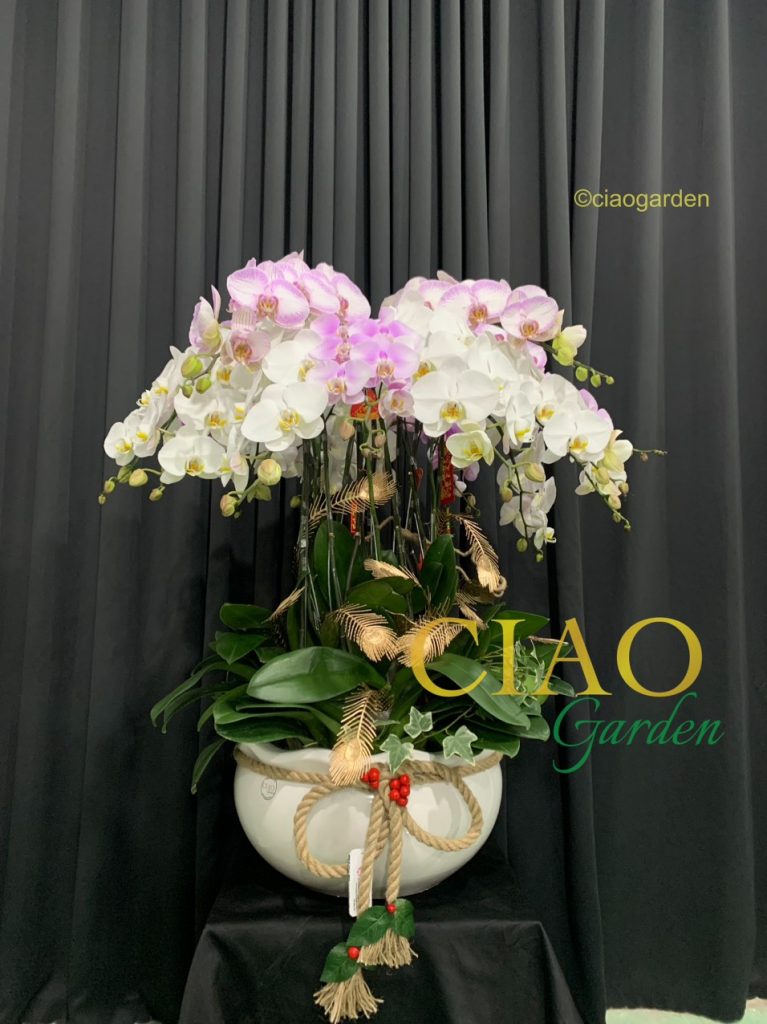 chậu hồ điệp phối 2 màu