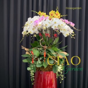 chậu hồ điệp phối 3 màu