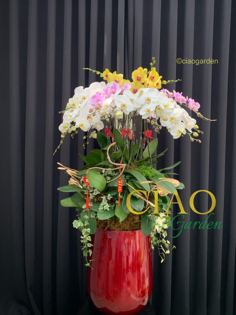 chậu hồ điệp phối 3 màu