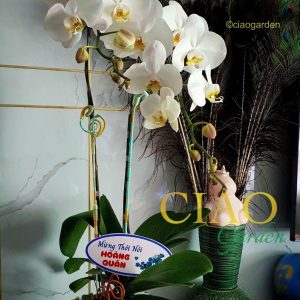 chậu hồ điệp trắng 2 cành