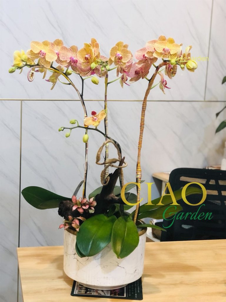 chậu hồ điệp 3 cành sọc cam