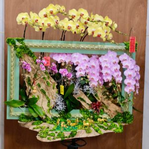 Ciao Garden -Lan hồ điệp ghép trên khung tranh độc lạ ấn tượng - HDM313