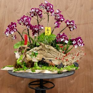 Ciao Garden -Lan hồ điệp mini ghép lũa tinh tế ấn tượng - HDM314