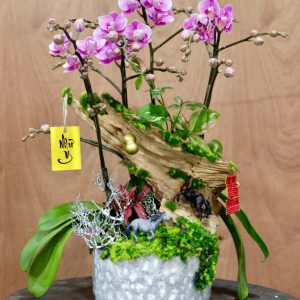 Ciao Garden -Lan hồ điệp mini hồng ghép lũa - HDM312
