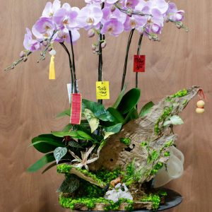 Ciao Garden -Lan hồ điệp hồng phấn ghép lũa - HDM311