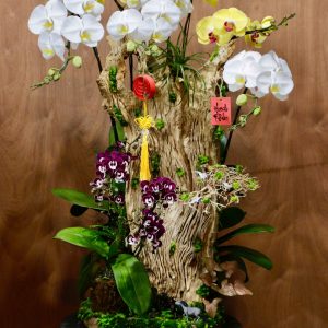 Ciao Garden -Lan hồ điệp mix màu ghép lũa - HDM310
