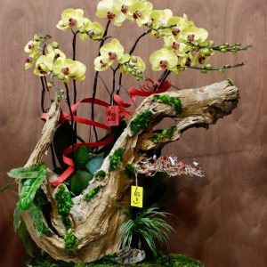 Ciao Garden -Lan hồ điệp vàng ghép lũa - HDM309
