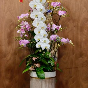 Ciao Garden - Chậu Lan hồ điệp nữ hoàng phối lũa độc đáo ấn tượng- HDM306