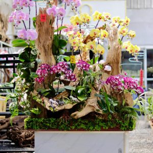 Ciao Garden -Lan hồ điệp mix màu trên đỉnh phù vân- HDM308