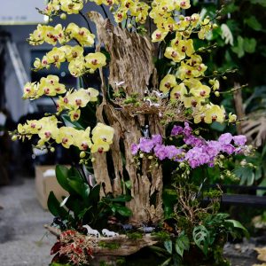 Ciao Garden -Lan hồ điệp vàng khai xuân như ý cùng bộ bát mã đáo thành công- HDM307