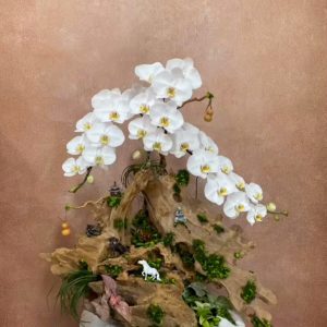 Ciao Garden -Lan hồ điệp trắng ghép lũa tinh tế ấn tượng - HDM317